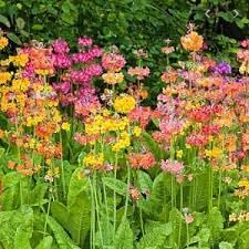 Heirloom Non-GMO Primula Candelabra Flower Seeds for Planting – Colorful Moisture-Loving Perennial Garden Blooms
