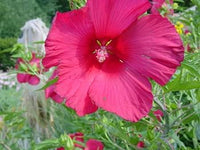 Burgundy Hibiscus Flower Seeds – Heirloom Non-GMO Flower Seeds for Planting with Rich Color
