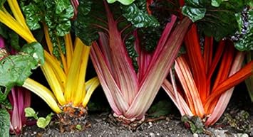 Rainbow Chard Seeds for Planting heirloom & Non-GMO Seeds