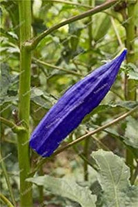 Okra Vegetable Seeds for Planting – Blue Variety NON GMO Seeds