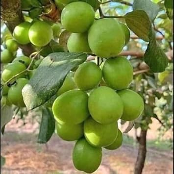 Jujube apple grafted Fruit Seeds