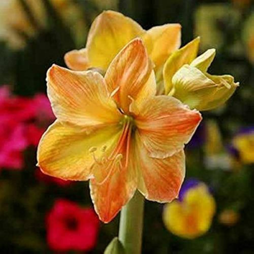 Yellow (sunrise amaryllis Hippeastrum hybridum flower) for planting in garden