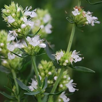 Hyssopus Flower Seeds – Heirloom Non-GMO Seeds for Herbal and Pollinator-Friendly Gardens