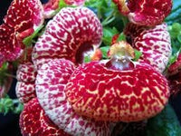Calceolaria Flower Seeds – Heirloom Non-GMO Seeds for Bright and Decorative Garden Planting - Flower for planting in home garden