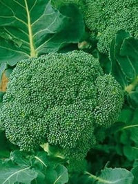 Broccoli Vegetable Seeds for Planting - 100 pcs
