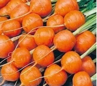 Radish Seeds for Planting, Orange, 100 pcs