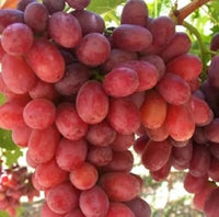 Gold Finger Grape Seeds for Planting - Growing Sweet Red Grapes, Heirloom Seeds
