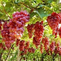 Roman Grapes Fruit Seed Planting - Pack for Unique, Sweet Grape Varieties, Heirloom Grape Seeds