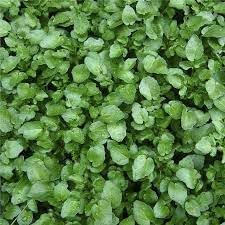 Watercress Plant Seeds for Planting, Heirloom, Non-GMO, 100