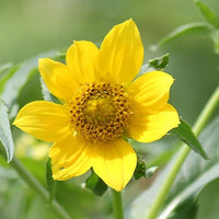 Bidens Cernua Flower Seeds for Planting - 100 - Cernua for planting in home garden