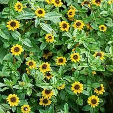 Yellow Creeping Zinnia Flower Seeds for Planting – Vibrant Ground Cover, Non-GMO, Heirloom Seeds