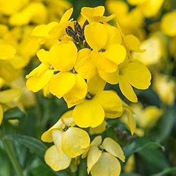 Heirloom Non-GMO Wallflower Seeds for Planting – Fragrant Spring Blooms for Pollinator Gardens