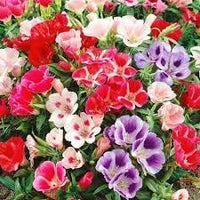 Heirloom Godetia Flower Seeds for Garden Planting, Non-GMO, Colorful Blooms for Cut Flowers