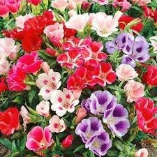 Heirloom Godetia Flower Seeds for Garden Planting, Non-GMO, Colorful Blooms for Cut Flowers