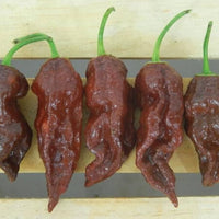 Capsicum Chinense Seeds Chocolate Bhutlah Pepper Seeds for Planting in Kitchen Garden and Containers