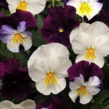 Purple White Pansy Seeds for Planting | Heirloom, Non-GMO, Organic Charming Blooms