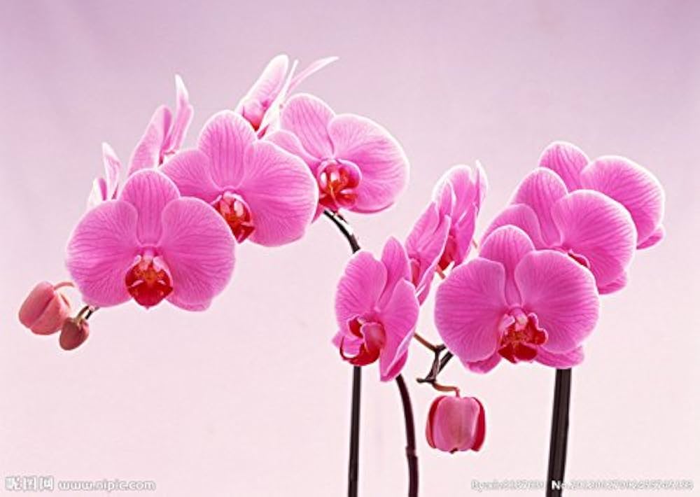 Phalaenopsis Orchid Flower Seeds, Heirloom, Non-GMO Exotic Blooms for Planting - Orchid for planting in home garden