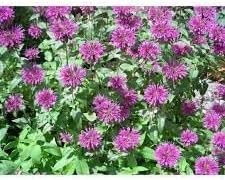 Beebalm Flower Seeds Heirloom Non GMO Planting - 100 for planting in home garden