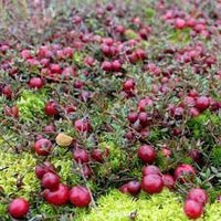 Winterberry Holly Seeds for Festive, Decorative Plants 100 pcs