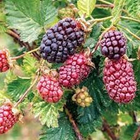 Dewberry Fruit Seeds - Heirloom, Easy to Grow for Delicious Berries ,Heirloom Seeds