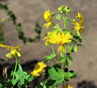 Canary Creeper Nasturtium
