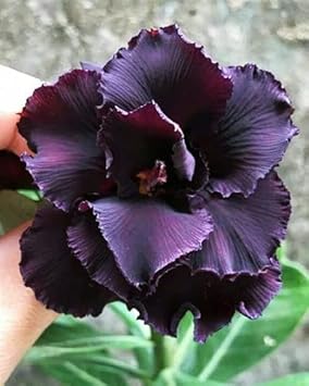 Organic Dark Purple Adenium Flower Seeds for Planting – Heirloom, Non-GMO
