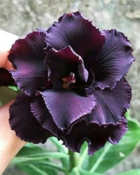 Organic Dark Purple Adenium Flower Seeds for Planting – Heirloom, Non-GMO