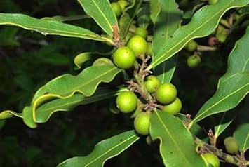 Ebony Fruit Seeds - A Rare and Beautiful Plant for Your Garden 100 pcs