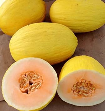 Crenshaw Melon Cucumis melo seeds for planting in home garden