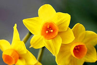 Narcissus Double Petals Pink Daffodil Aquatic Plant Seeds