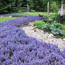 Heirloom Non-GMO Ajuga Flower Seeds for planting in home garden