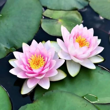 Lily Mixed Perennial Flower Seeds