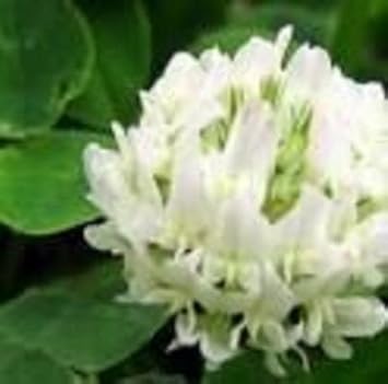 White Clover Flower Seeds for Planting - 100 pcs
