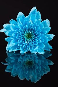 Heirloom (Heirloom scientific name) for planting in garden