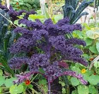 Violet Kale Brassica oleracea for planting in home garden