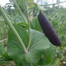 Pea Vegetable Seeds for Planting, 100 pcs