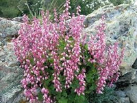 Heuchera Pulchella Flower Seeds for Planting - Heirloom, NON-GMO Seeds for Beautiful Gardens