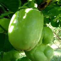Giant Passiflora Granadilla Fruit Seeds for Planting - Cultivate an Unusual and Sweet Fruit