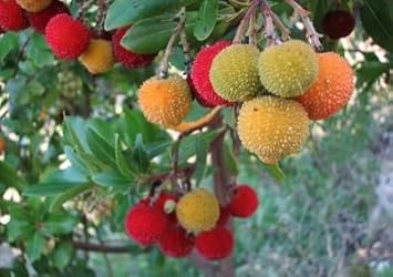 Heirloom Mixed Arbutus unedo Strawberry Fruit Seeds for Planting - Ideal for Home Garden