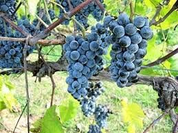 Dark Blue Grape Citrus seeds for planting in home garden