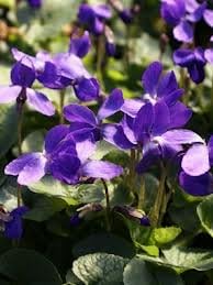 Heirloom Non-GMO Purple Viola Charlotte Flower Seeds for Planting – Elegant Blooming Flower Seeds