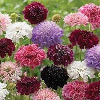Scabiosa Flower Seeds – Heirloom, Non-GMO, Butterfly-Attracting Blooms for Garden Planting