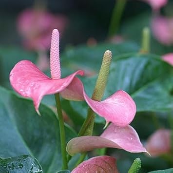 Heirloom Non-GMO Anthurium Flower Seeds for Planting for planting in home garden