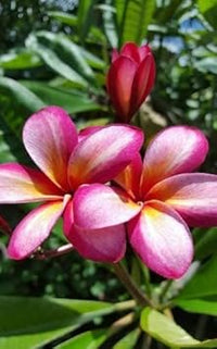 Pink White Frangipani Flower Seeds – Heirloom Non-GMO Plumeria Seeds for Exotic Garden Planting
