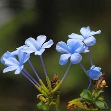 Blue Primrose Flower Seeds – Heirloom Non-GMO Seeds for Planting