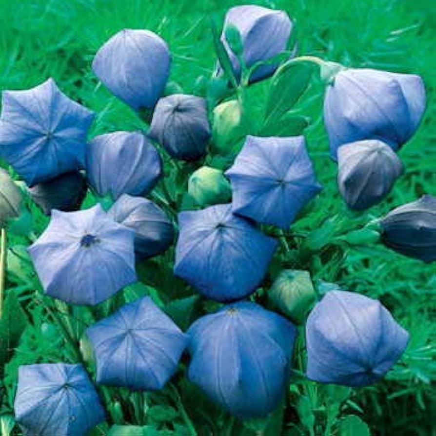 Komachi Balloon Flower Seeds