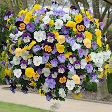 Heirloom Hanging Pansy Flower Seeds for Planting, Non-GMO - Hanging for planting in home garden