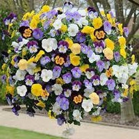 Heirloom Hanging Pansy Flower Seeds for Planting, Non-GMO - Hanging for planting in home garden