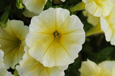 Semi Black Petunia Flower Seeds for Bonsai