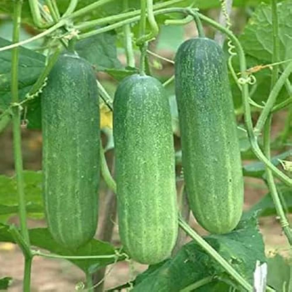 cucumber vegetable seeds for home garden